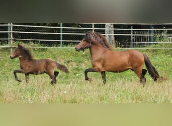 Caballos islandeses, Yegua, 5 años, 137 cm, Castaño