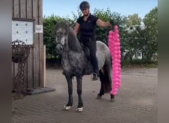 Caballos islandeses, Yegua, 5 años, 137 cm, Tordo