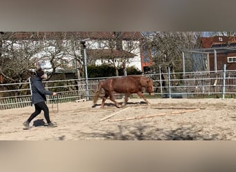 Caballos islandeses, Yegua, 5 años, 138 cm, Alazán
