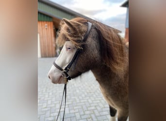 Caballos islandeses, Yegua, 5 años, 138 cm