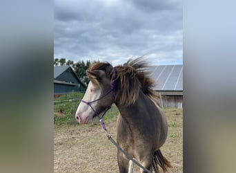 Caballos islandeses, Yegua, 5 años, 138 cm