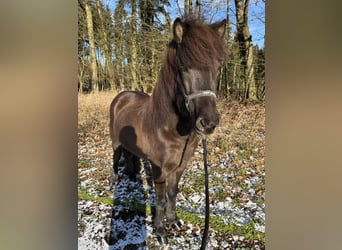 Caballos islandeses, Yegua, 5 años, 138 cm, Negro