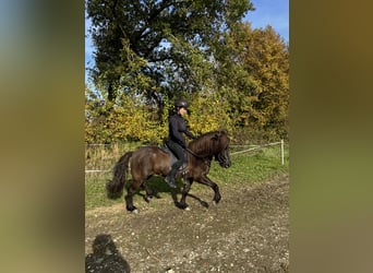 Caballos islandeses, Yegua, 5 años, 138 cm, Negro