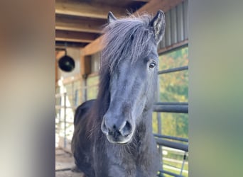 Caballos islandeses, Yegua, 5 años, 138 cm, Negro