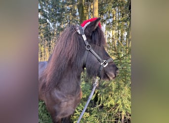 Caballos islandeses, Yegua, 5 años, 138 cm, Negro