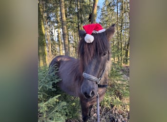 Caballos islandeses, Yegua, 5 años, 138 cm, Negro