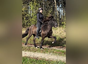 Caballos islandeses, Yegua, 5 años, 138 cm, Negro