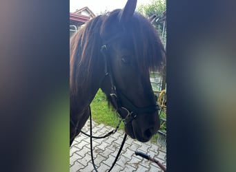 Caballos islandeses, Yegua, 5 años, 138 cm, Negro