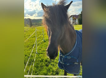 Caballos islandeses, Yegua, 5 años, 138 cm, Negro