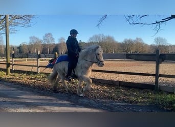 Caballos islandeses, Yegua, 5 años, 138 cm, Palomino