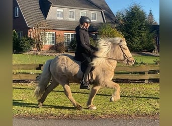 Caballos islandeses, Yegua, 5 años, 138 cm, Palomino