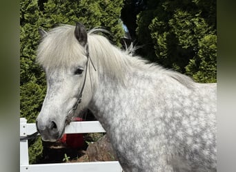 Caballos islandeses, Yegua, 5 años, 138 cm, Tordo