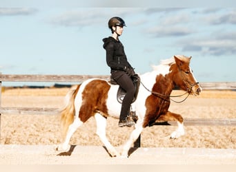 Caballos islandeses, Yegua, 5 años, 139 cm, Pío