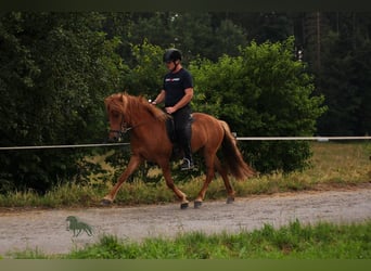 Caballos islandeses, Yegua, 5 años, 140 cm, Alazán rojizo