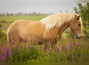 Caballos islandeses, Yegua, 5 años, 140 cm, Alazán-tostado