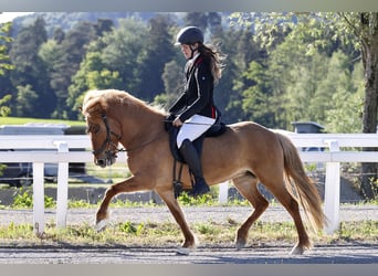 Caballos islandeses, Yegua, 5 años, 140 cm, Bayo