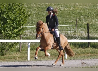 Caballos islandeses, Yegua, 5 años, 140 cm, Bayo