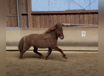 Caballos islandeses, Yegua, 5 años, 140 cm, Bayo