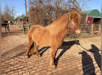 Caballos islandeses, Yegua, 5 años, 140 cm, Bayo