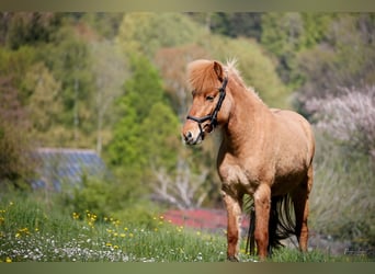 Caballos islandeses, Yegua, 5 años, 140 cm, Bayo