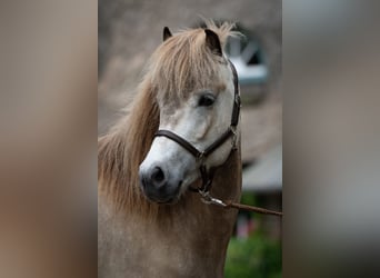 Caballos islandeses, Yegua, 5 años, 140 cm, Buckskin/Bayo