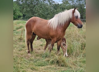 Caballos islandeses, Yegua, 5 años, 140 cm