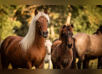 Caballos islandeses, Yegua, 5 años, 140 cm