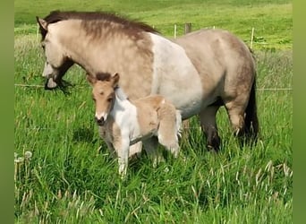 Caballos islandeses, Yegua, 5 años, 140 cm