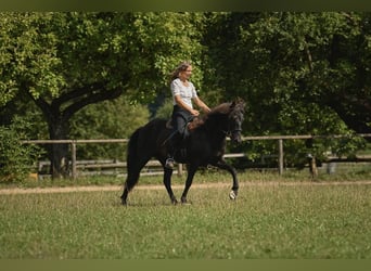 Caballos islandeses, Yegua, 5 años, 140 cm, Negro