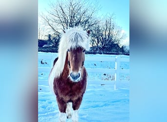 Caballos islandeses, Yegua, 5 años, 140 cm, Pío
