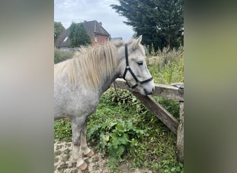 Caballos islandeses, Yegua, 5 años, 140 cm, Tordo