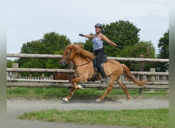 Caballos islandeses, Yegua, 5 años, 142 cm, Bayo