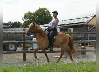 Caballos islandeses, Yegua, 5 años, 142 cm, Bayo