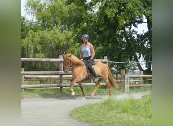 Caballos islandeses, Yegua, 5 años, 142 cm, Bayo