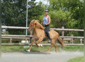 Caballos islandeses, Yegua, 5 años, 142 cm, Bayo