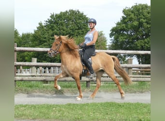 Caballos islandeses, Yegua, 5 años, 142 cm, Bayo