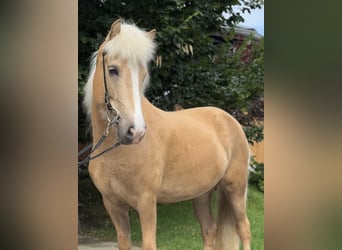 Caballos islandeses, Yegua, 5 años, 142 cm, Palomino