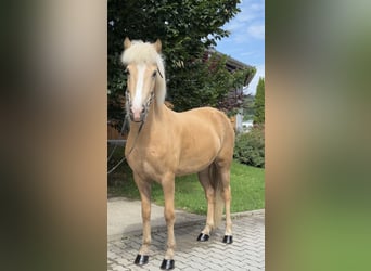 Caballos islandeses, Yegua, 5 años, 142 cm, Palomino
