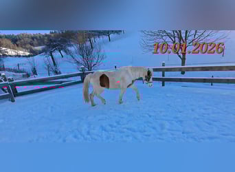 Caballos islandeses, Yegua, 5 años, 142 cm, Pío