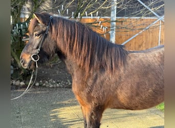 Caballos islandeses, Yegua, 5 años, 143 cm, Castaño