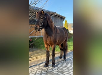 Caballos islandeses, Yegua, 5 años, 143 cm, Castaño