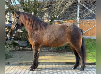 Caballos islandeses, Yegua, 5 años, 143 cm, Castaño