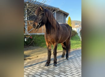 Caballos islandeses, Yegua, 5 años, 143 cm, Castaño