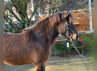 Caballos islandeses, Yegua, 5 años, 143 cm, Castaño