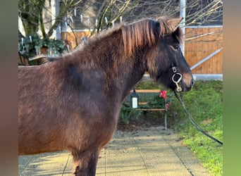 Caballos islandeses, Yegua, 5 años, 143 cm, Castaño