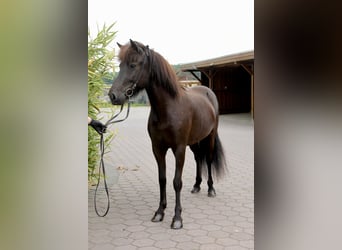 Caballos islandeses, Yegua, 5 años, 143 cm, Negro