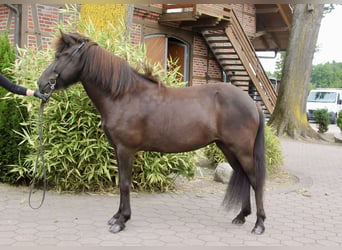 Caballos islandeses, Yegua, 5 años, 143 cm, Negro