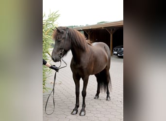 Caballos islandeses, Yegua, 5 años, 143 cm, Negro