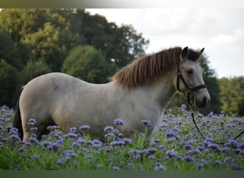 Caballos islandeses, Yegua, 5 años, 144 cm