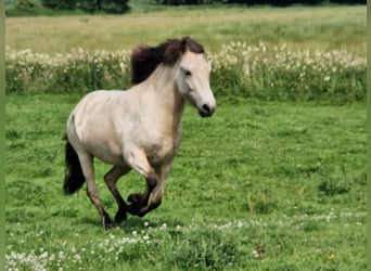 Caballos islandeses, Yegua, 5 años, 144 cm